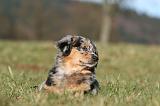BERGER AUSTRALIEN PUPPIES 765